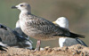 3cy graellsii in September, ringed in the Netherlands. (82981 bytes)